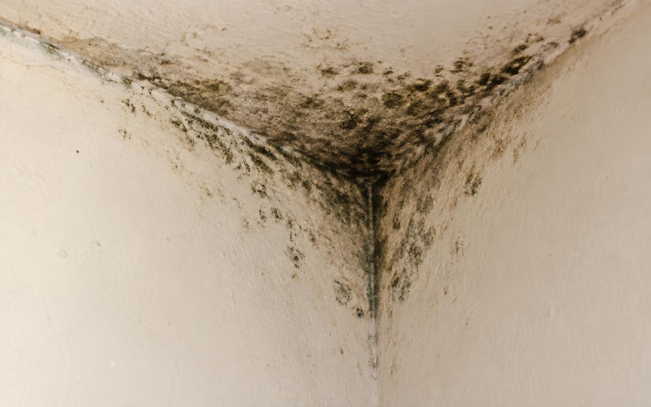 Primer plano de manchas oscuras y verdosas de moho en la unión de una pared con el techo